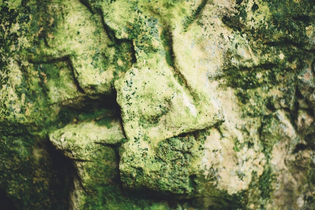 sea moss