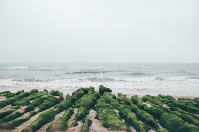 sea moss