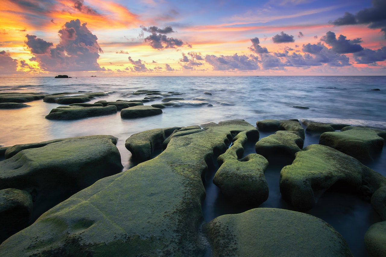 Sea Moss
