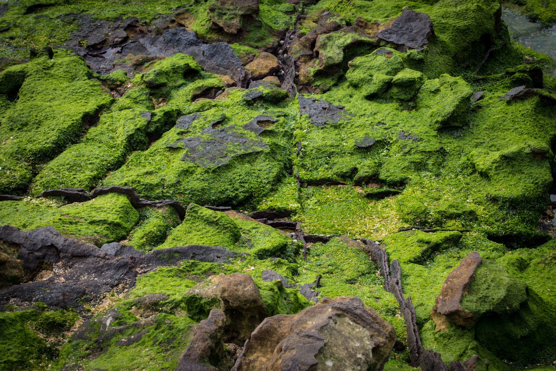 Sea Moss