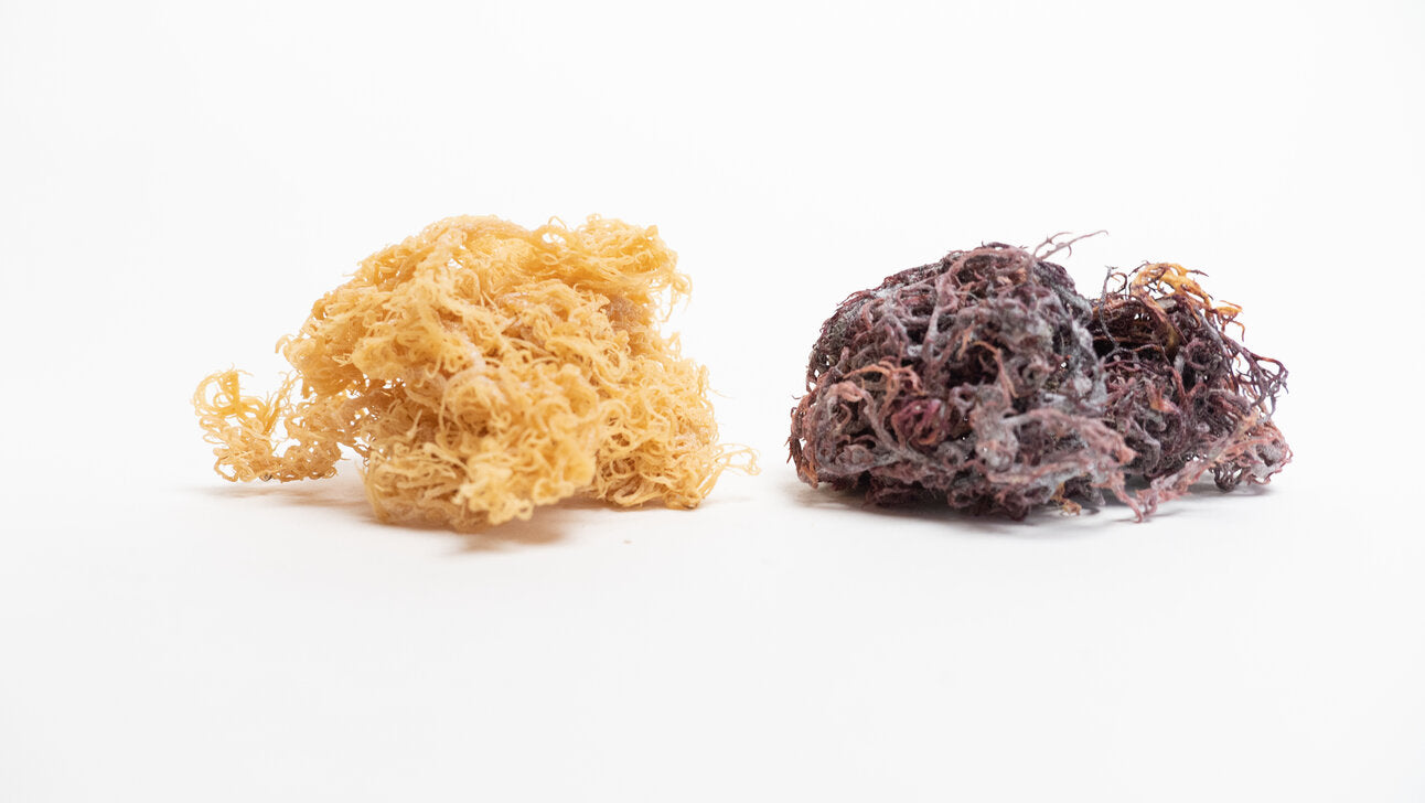 sea moss