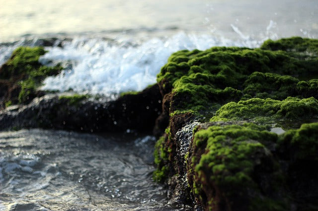 sea moss