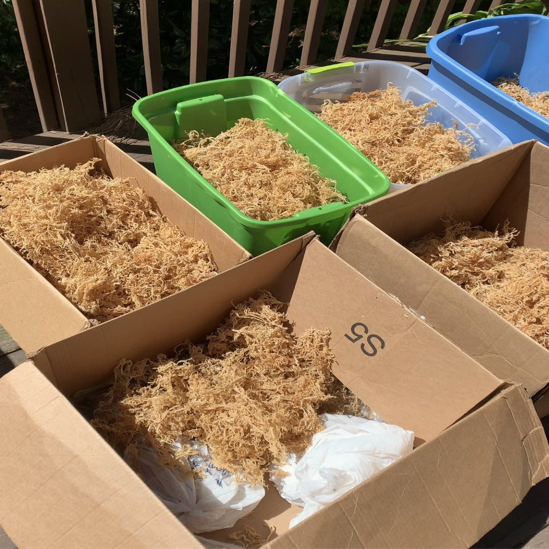 Wholesale Premium Sea Moss (Public)