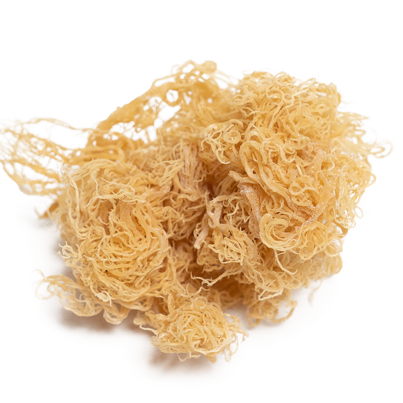 PREMIUM GOLD WILDCRAFTED SEA MOSS (ONLY ON AMAZON)