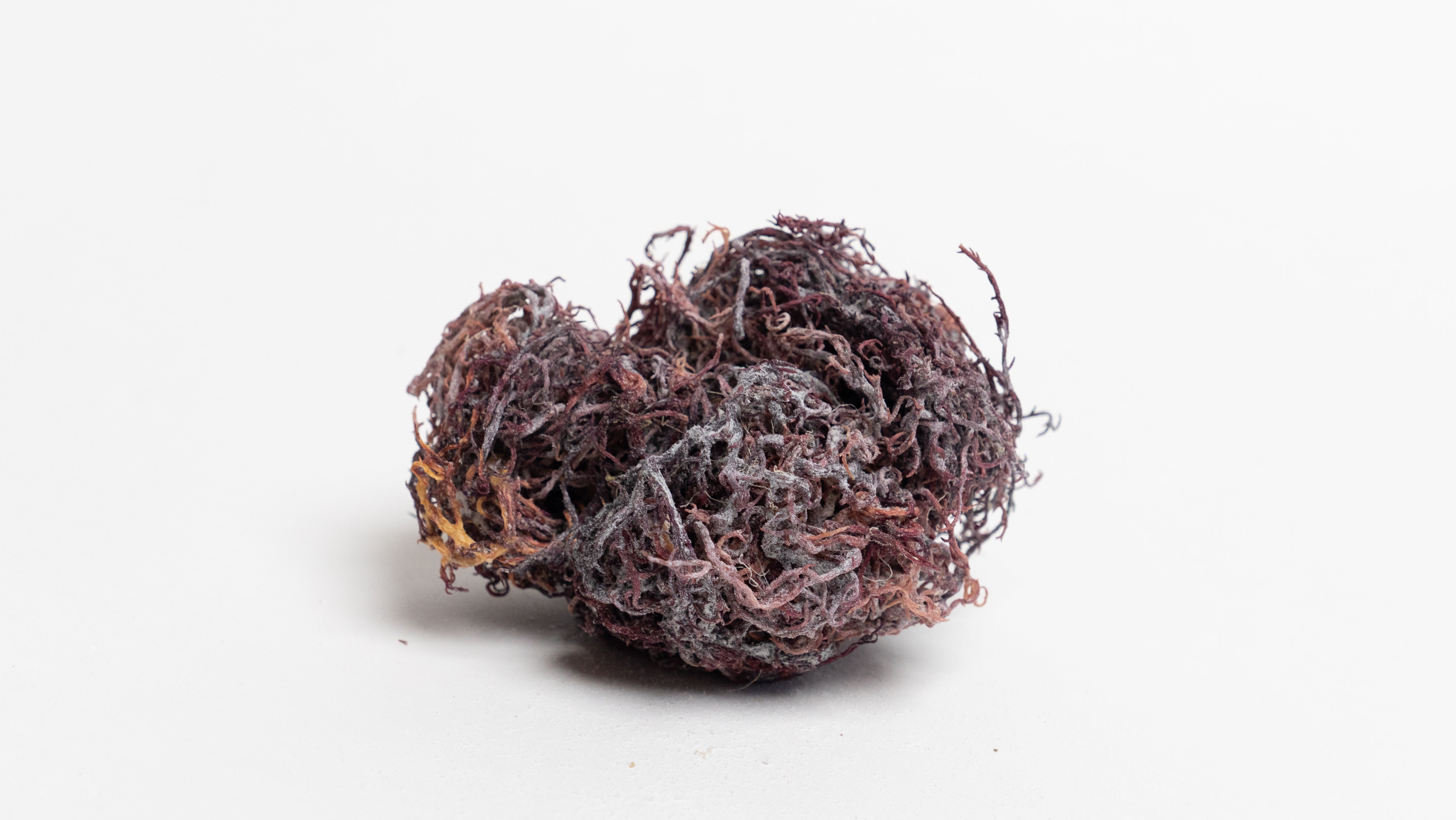 sea moss