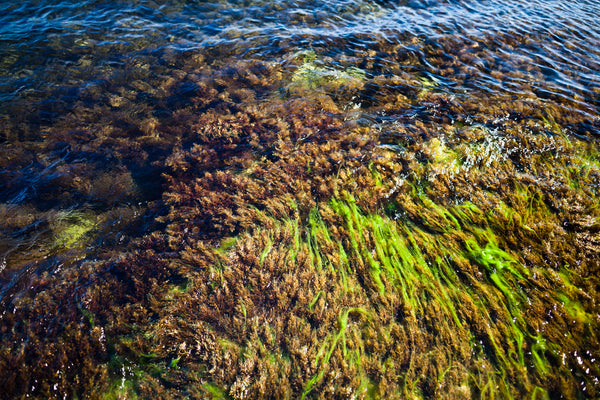 sea moss