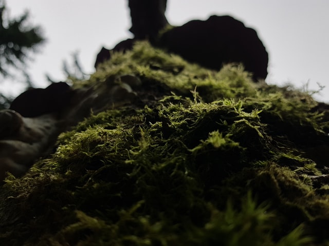 sea moss
