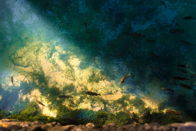 sea moss