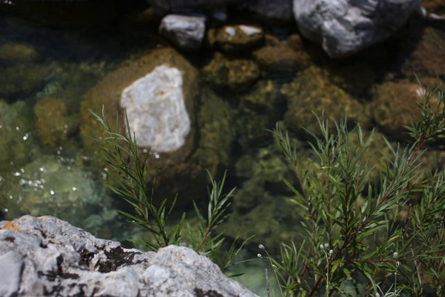 sea moss