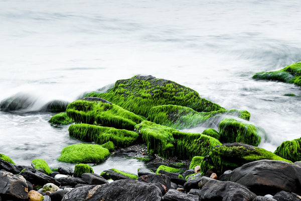 Sea moss 