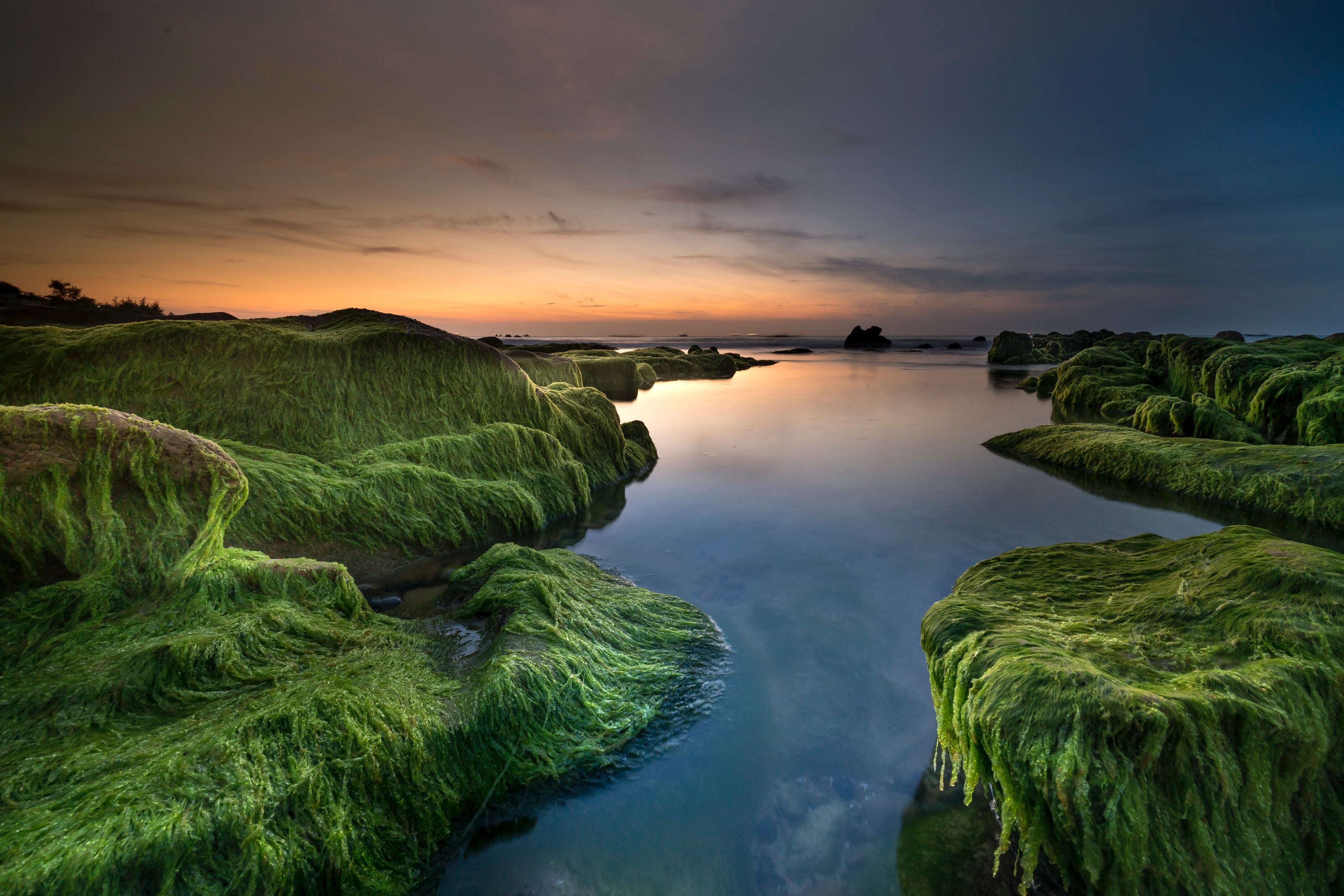 How Sea Moss Can Help in Fertility: Three Helpful Benefits