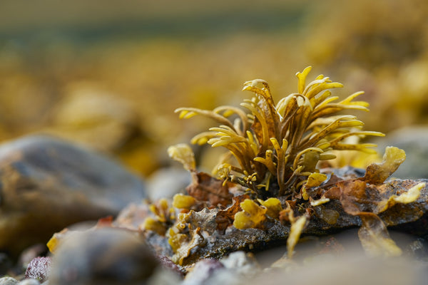sea moss