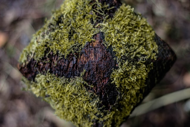 sea moss